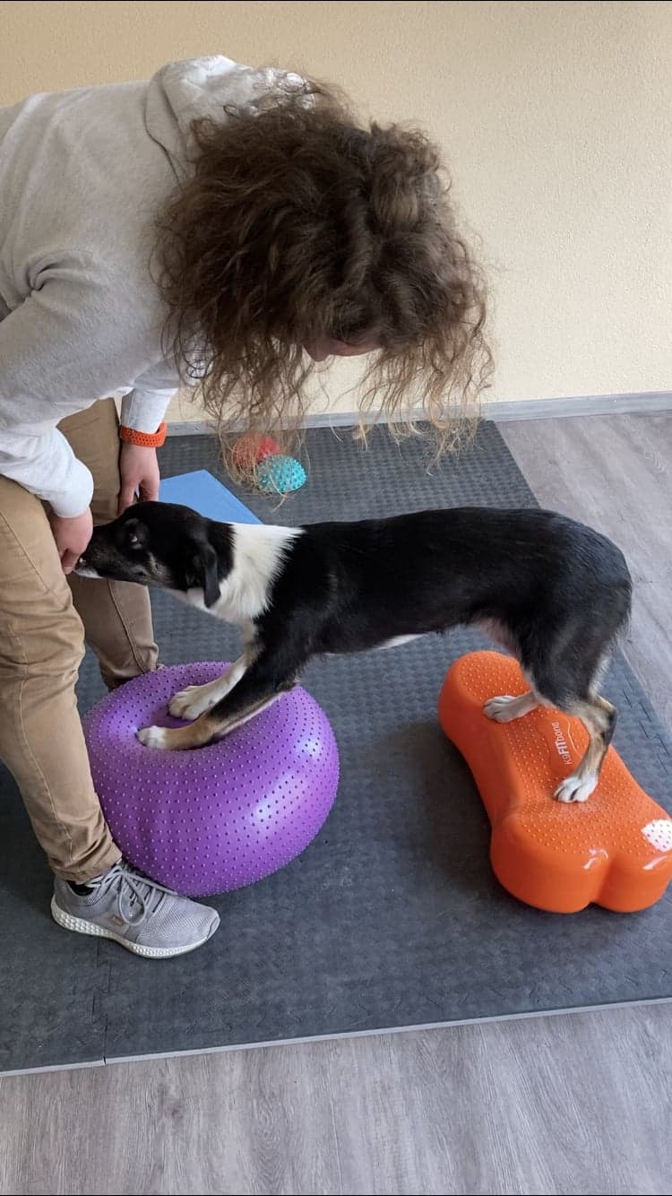 Caro arbeitet im Innenraum mit Border Collie Capraia am Pezziball.
