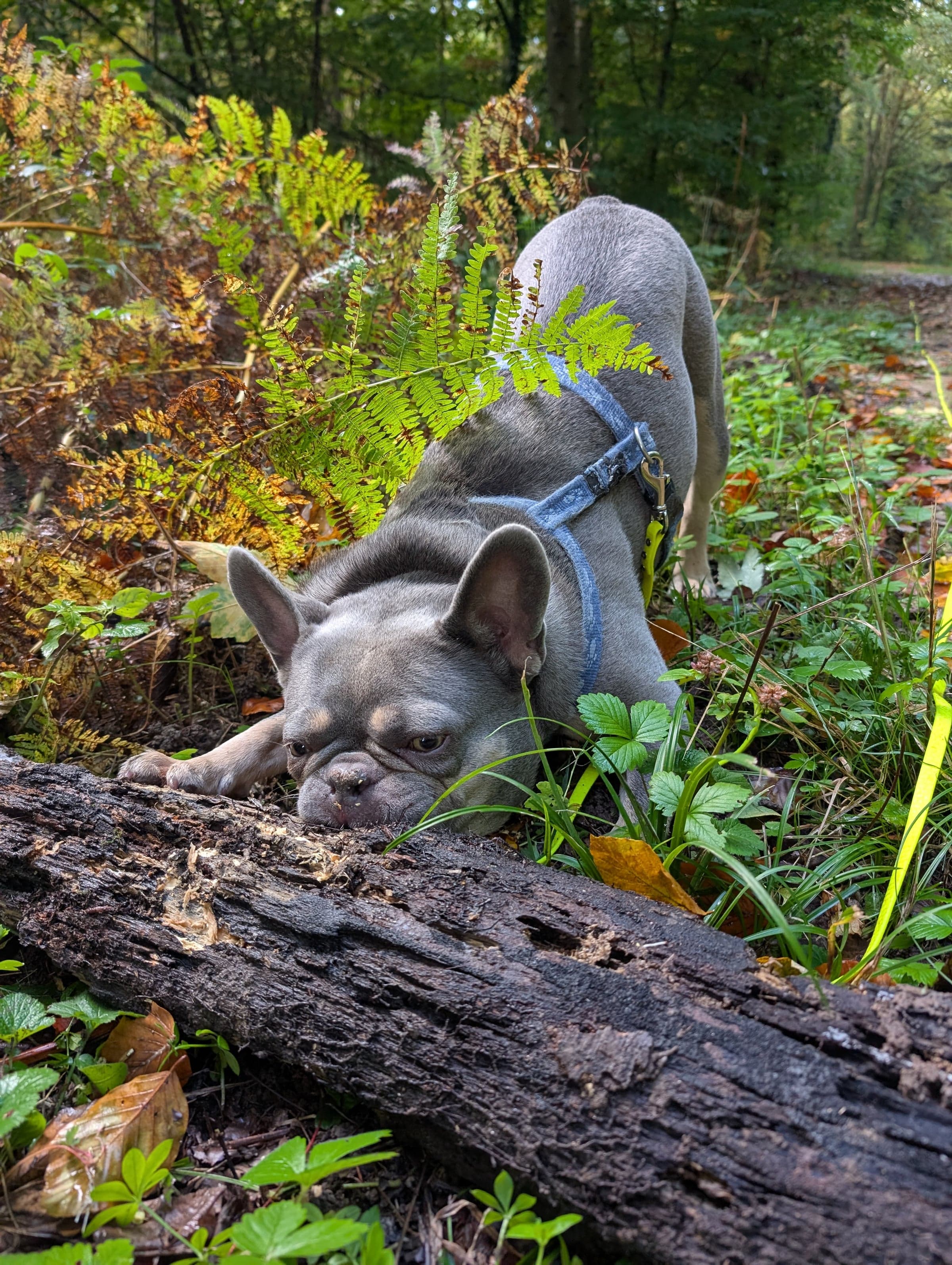 Franzoesische Bulldogge schnueffelt konzentriert am Boden — ein Moment aus dem 1:1-Spaziergang.