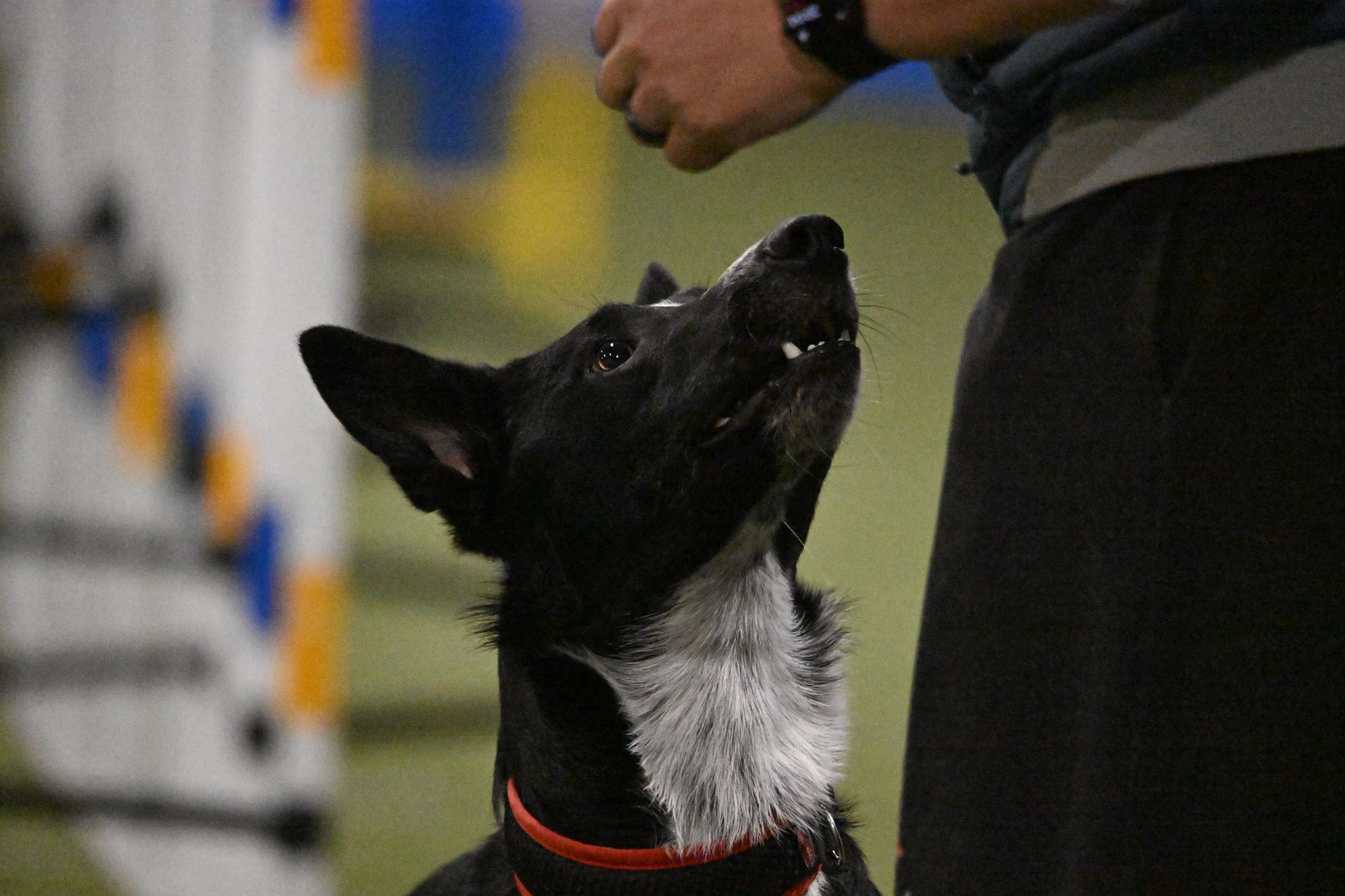 Schwarzer Border Collie blickt konzentriert zur Hand der Trainerin.