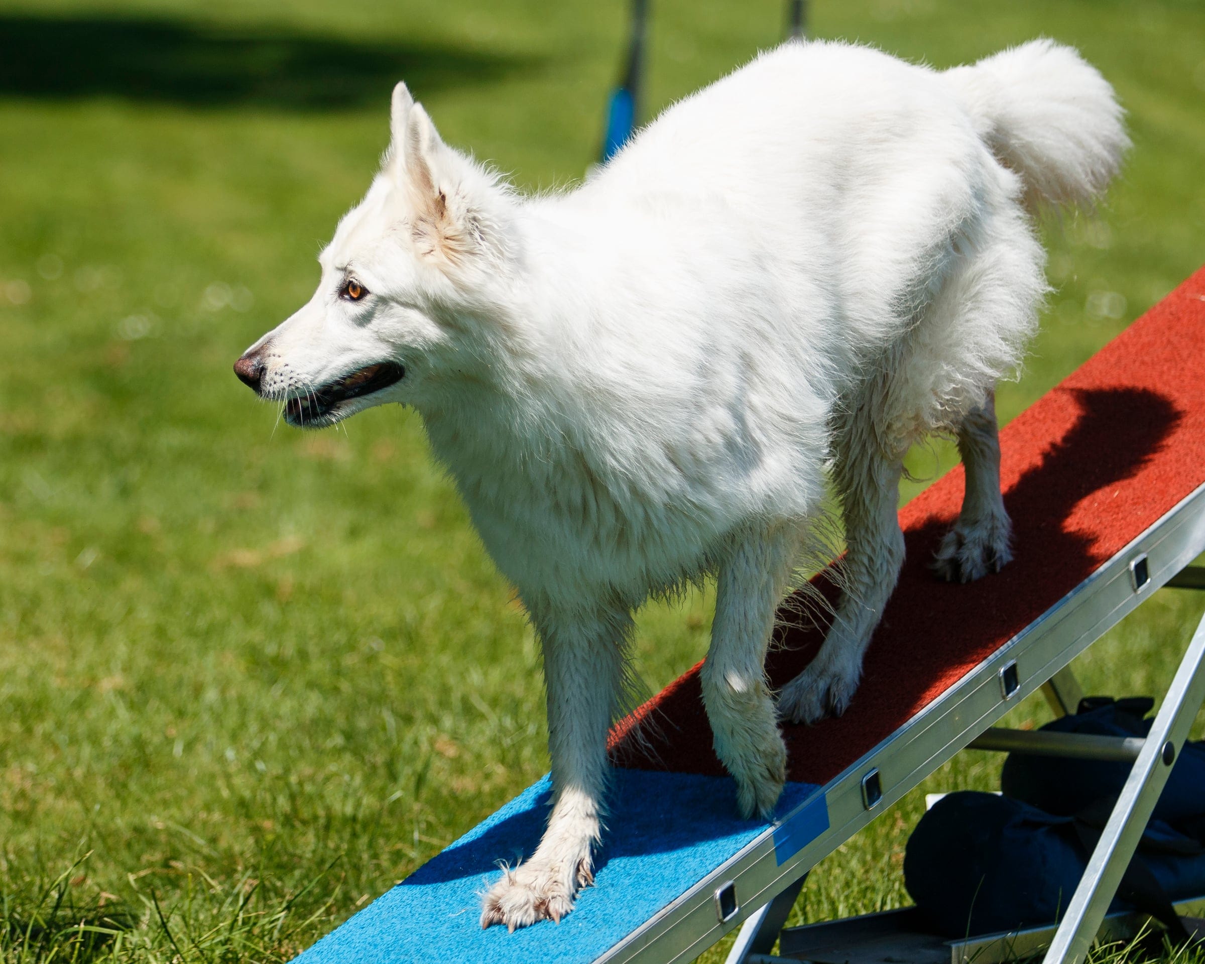 Kiwi auf dem Agility-Laufsteg