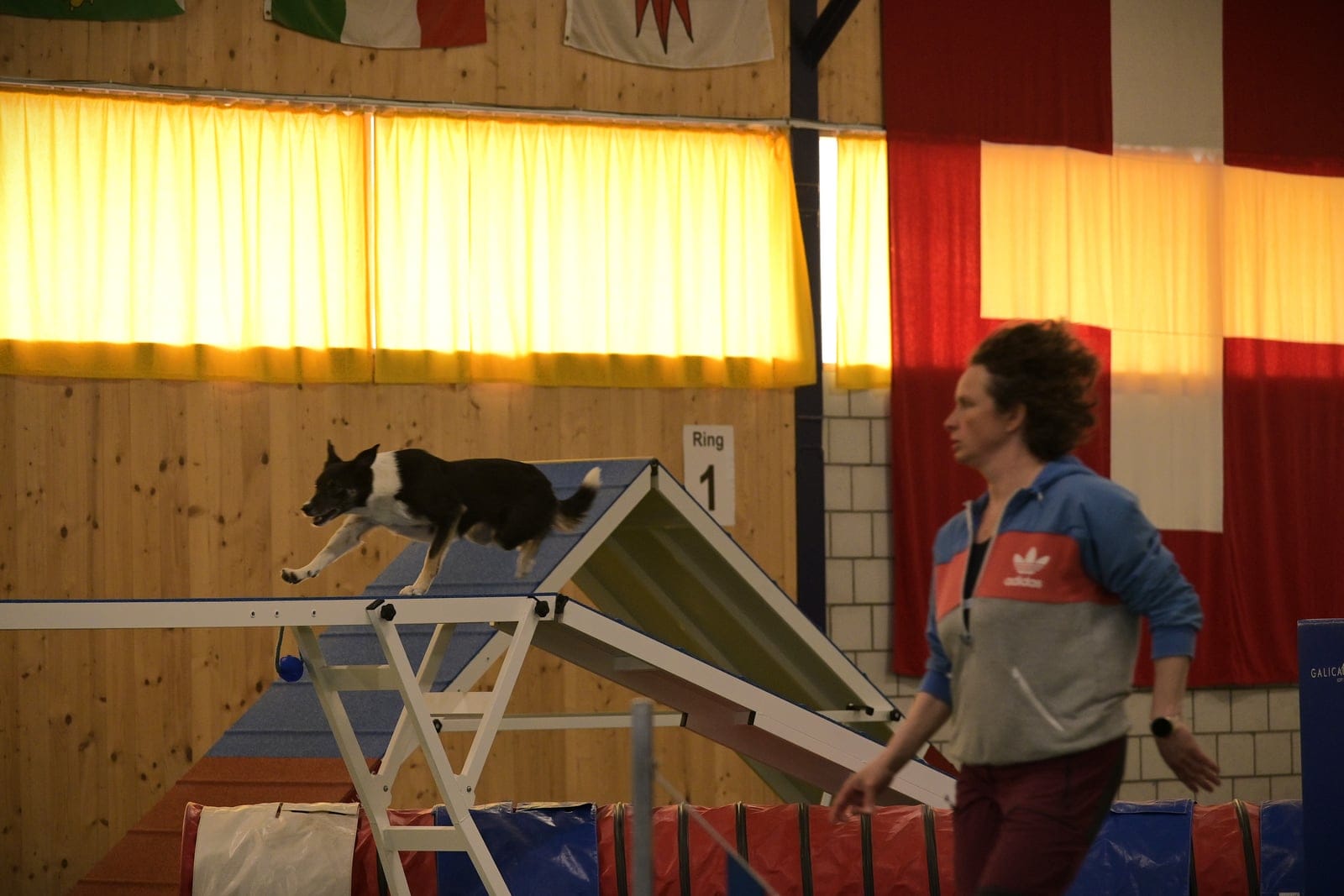 Agility-Halle in Aarwangen — Kontaktzonen-Steg, gelber Tunnel, Hindernis-Aufbau.