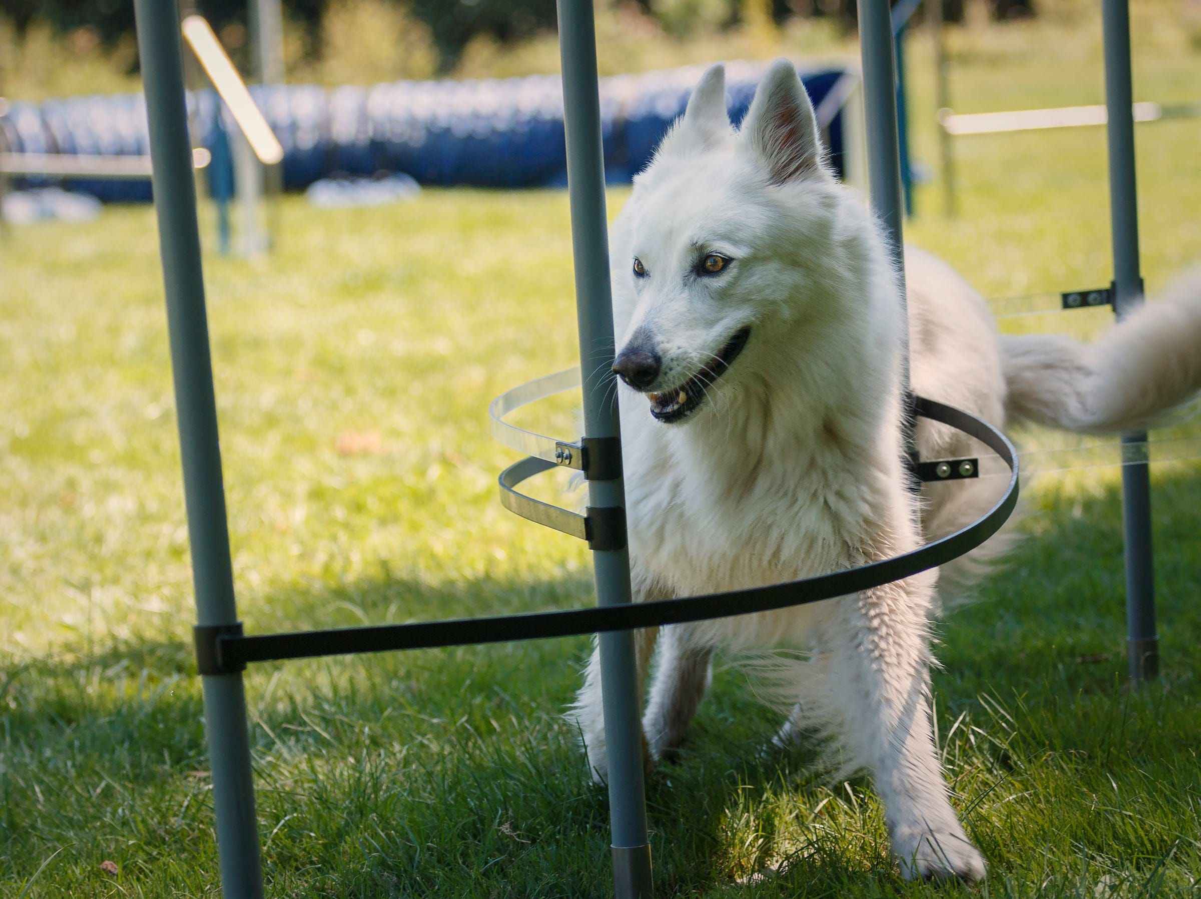 Kiwi im Agility-Slalom