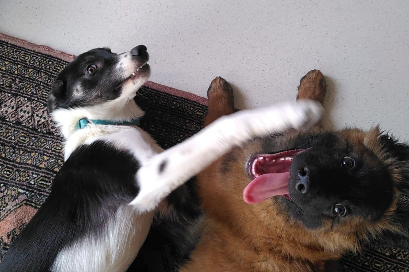 Zwei Hunde spielen miteinander