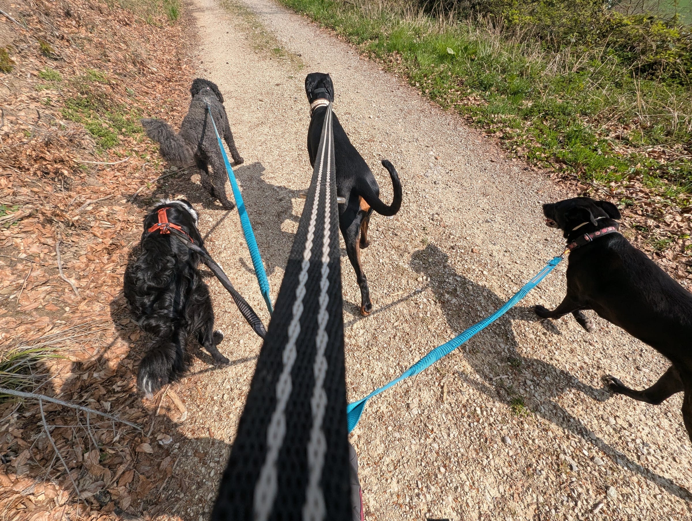 Vier Hunde an der Leine am Bielersee